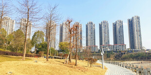 城市公园旁的高楼景观