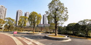 城市道路旁的绿化景观