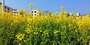 金黄油菜花与城市建筑相映