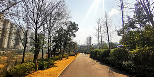 城市林间小道风景