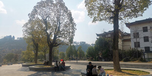 乡村路旁秋景 静谧美好