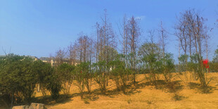 山坡上的树木与开阔景象