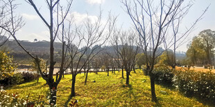 春日林间草地风景