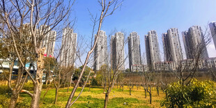 城市近景中的高楼与绿地