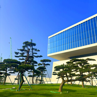 现代建筑旁的精致造型树木