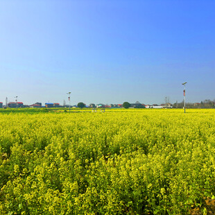 金黄油菜田