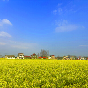 金黄油菜田与远处村落