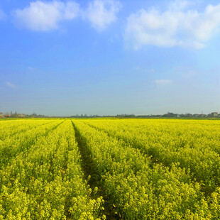 金黄油菜花田