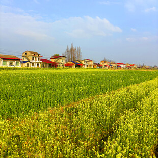 田园风光中的村庄与油菜花田
