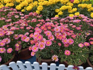 花坛