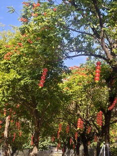 绿树间的红色祈福牌