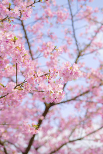 烂漫樱花枝头绽放