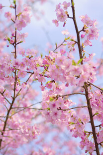 烂漫樱花枝头绽放