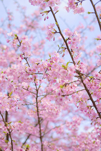烂漫樱花枝头绽放