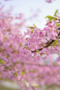 烂漫樱花枝头绽放