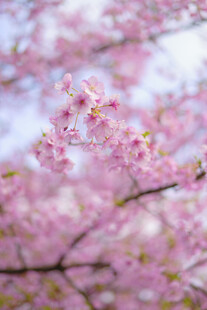 烂漫樱花枝头绽放