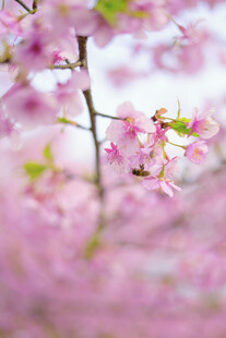 烂漫粉色樱花枝头绽放