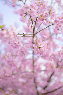 烂漫樱花枝头绽放