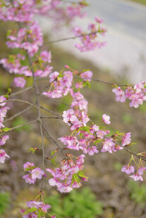 枝头绽放的粉嫩美丽花朵