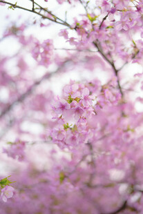 烂漫樱花绽放枝头