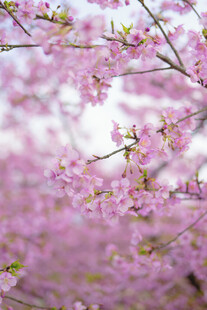 烂漫樱花绽放枝头