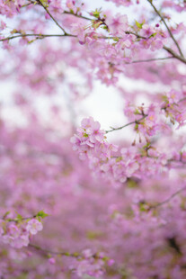 烂漫樱花绽放枝头