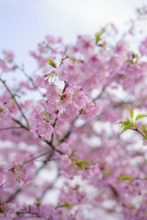 春日烂漫樱花枝头绽放