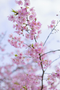 春日烂漫樱花枝头绽放