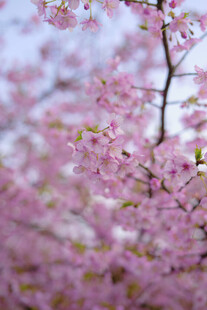 烂漫樱花绽放枝头