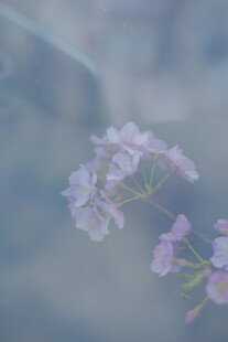 梦幻淡粉花卉特写