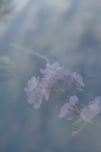 梦幻淡粉小花绽放