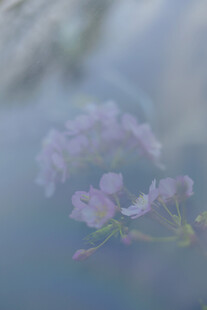 水中绽放的淡紫色小花