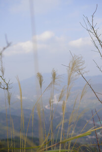 山间摇曳的金黄芒草