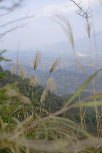 山间摇曳的野生芦苇美景