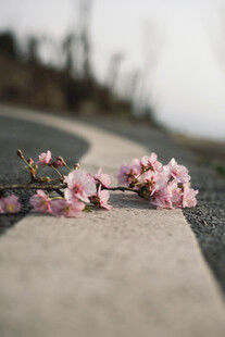 路边绽放的粉嫩樱花枝