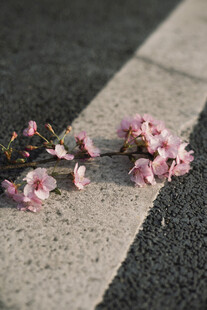 落花于灰白路面的景致