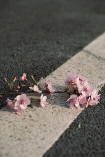 路面上的娇艳粉色樱花枝