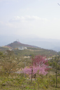 山间烂漫粉花绽放美景