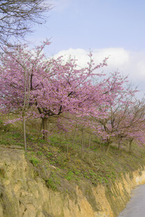 路边绽放的美丽粉樱花