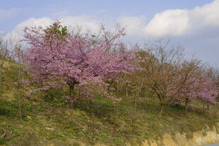山坡上绽放的绚烂紫花