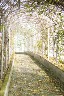 藤蔓覆盖的浪漫拱形长廊