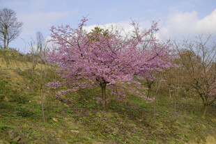 山坡上绽放的粉艳樱花