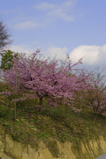山坡上绽放的烂漫紫花