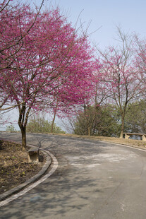 春日繁花盛开的蜿蜒道路