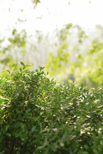 阳光下的翠绿灌木丛