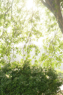 阳光透过树叶的清新景象