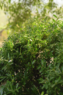 翠绿繁茂的植物景观