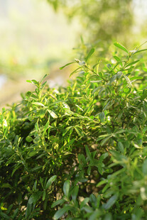 翠绿繁茂的草本植物