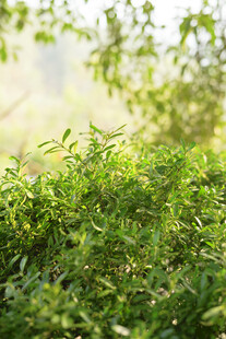 翠绿生机盎然的植物景观