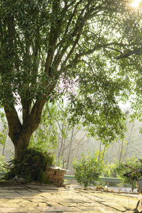 阳光下的繁茂大树